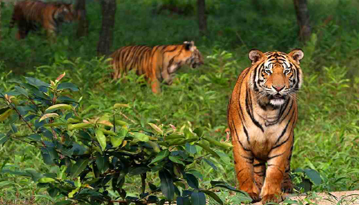 সুন্দরবনে বেড়েছে বাঘের আনাগোনা