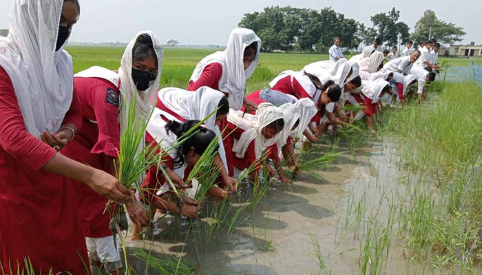 কৃষিকাজ শিখছে শিক্ষার্থীরা