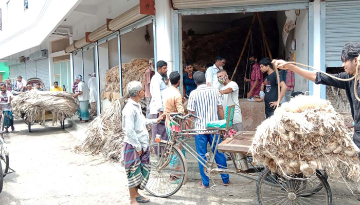 পাটের দামে হতাশ কৃষক