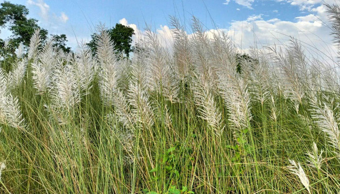 শ্রীমঙ্গলে মুগ্ধতা ছড়াচ্ছে কাশফুল