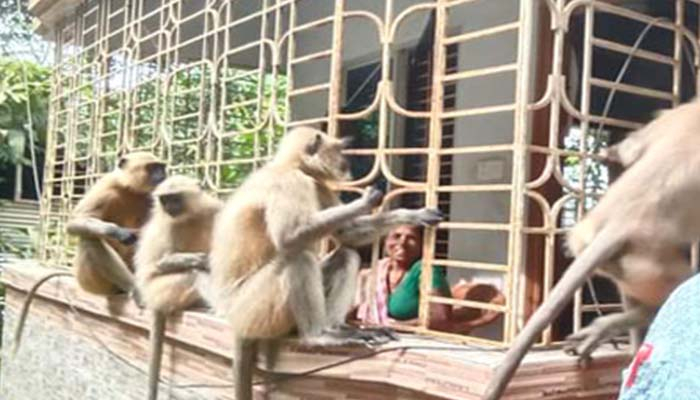 বসতবাড়ি-ফসলের ক্ষেতে হানা হনুমান দলের