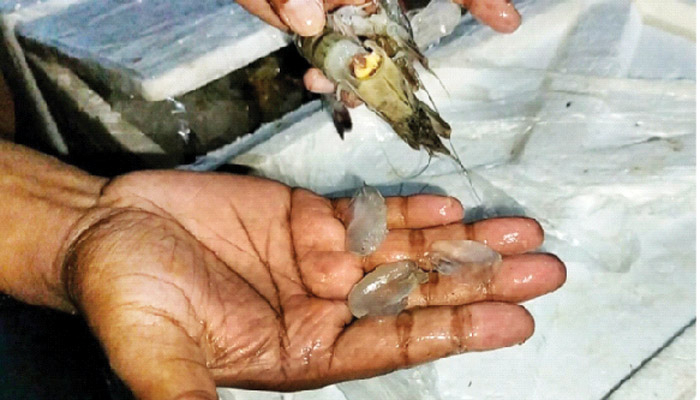 এক ঘা নাকি দুই ঘা, জেলি না তালশাঁস