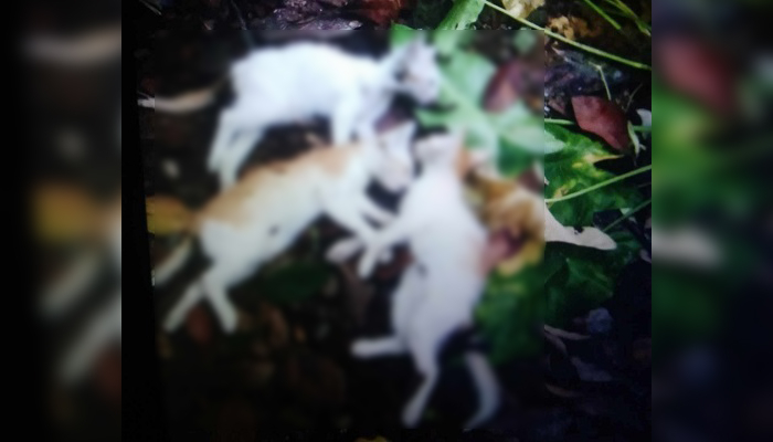 বিষযুক্ত খাবার খাওয়ানো ষষ্ঠ বিড়ালটিও মারা গেল
