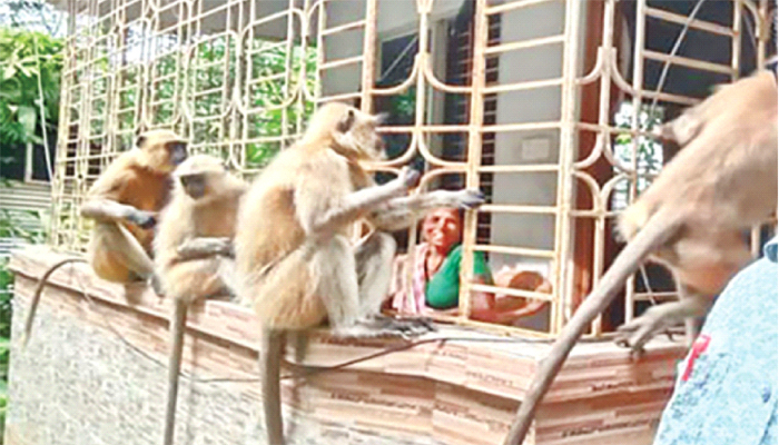 বসতবাড়ি-ফসলের ক্ষেতে হানা হনুমান দলের