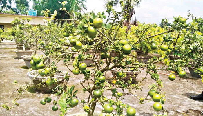 স্কুলের ছাদে দৃষ্টিনন্দন ফলের বাগান