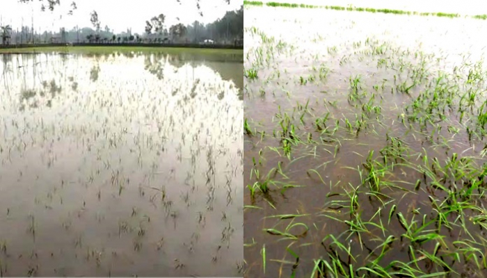 বন্যার পানিতে ডুবেছে শতাধিক বিঘার ধান