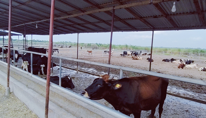 পদ্মার চরে খামার, সম্ভাবনার নতুন দুয়ার