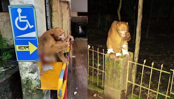 ৩ দিন হাসপাতালে এসে চিকিৎসা নিল অসুস্থ বানর