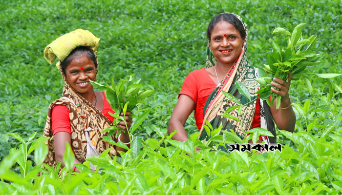 ভরা মৌসুমে আয় বেড়েছে চা শ্রমিকদের