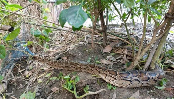 দেওয়ানগঞ্জে বিরল প্রজাতির অজগর উদ্ধার দেওয়ানগঞ্জে বিরল প্রজাতির অজগর উদ্ধার