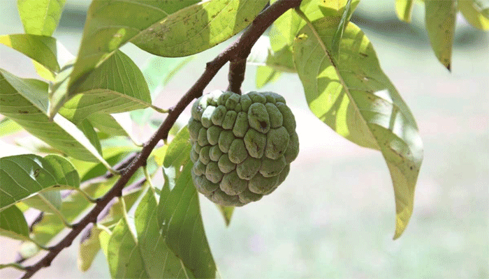 আতা ফল খাওয়ার ৭টি উপকারিতা