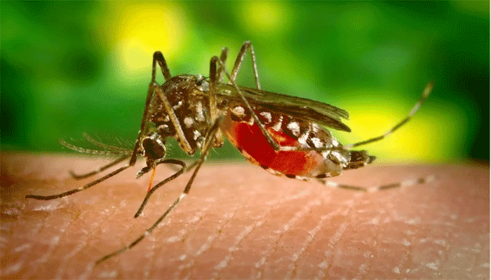 এডিস মশা কি রাতেও কামড়ায়?