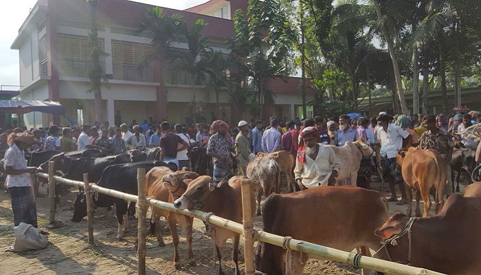 স্কুলমাঠে আওয়ামী লীগ নেতার গরু-ছাগলের হাট