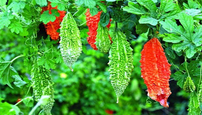 তেতো করলায় মিষ্টি হাসি