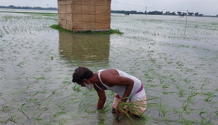 চলনবিলে বন্যায় আমন ধান ও সবজির ক্ষতি