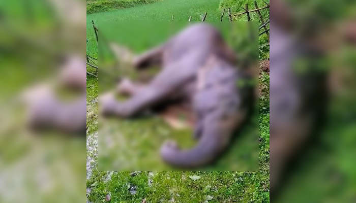 বৈদ্যুতিক ফাঁদে বন্যহাতি হত্যা
