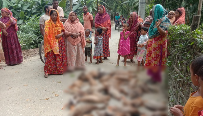 ‘ধানে বিষ মিশিয়ে’ মারা হলো শতাধিক হাঁস