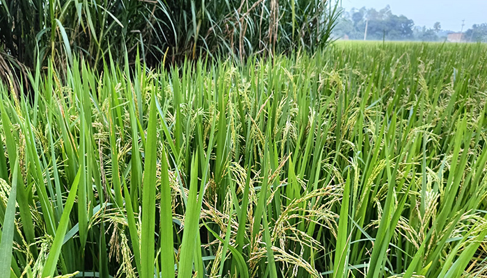 মাদারগঞ্জে উচ্চ ফলনশীল জাতের ধান রুয়ে ক্ষতিগ্রস্ত শত শত কৃষক!
